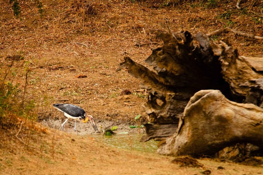 Picture 10 for Activity Yala National Park Wildlife safari from Hambantota