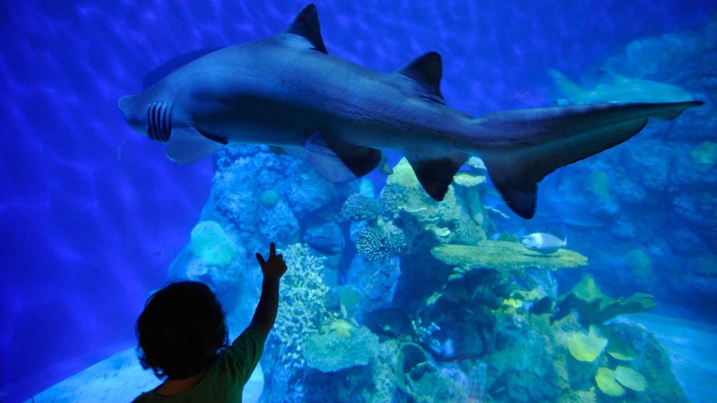 Picture 2 for Activity Denver: Downtown Aquarium All-Day Pass