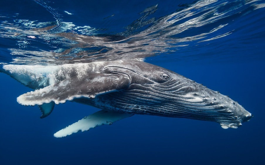 Picture 4 for Activity From Samaná: Whale Watching and Cayo Levantado Boat Tour