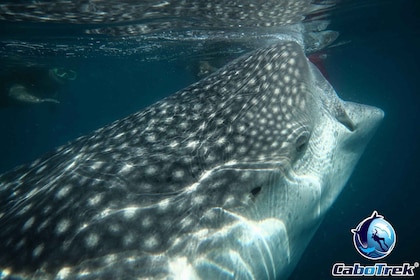 Experiencia con tiburones ballena