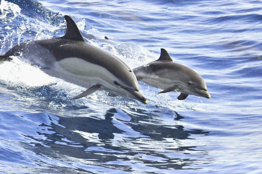 Picture 4 for Activity La Gomera: Whale Watching Tour on an Vintage Boat