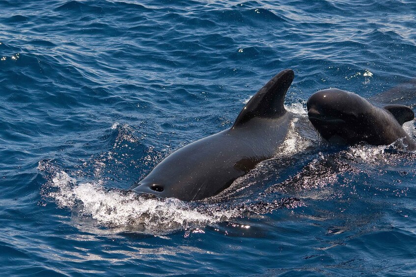 Picture 3 for Activity La Gomera: Whale Watching Tour on an Vintage Boat