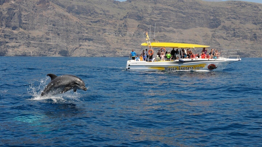 Los Gigantes: Dolphin & Whale Watching Cruise with Swimming