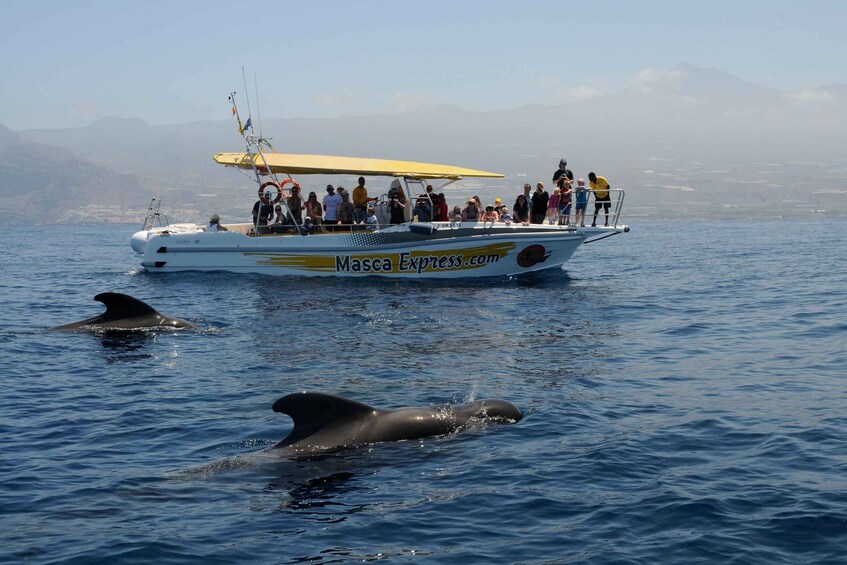 Picture 2 for Activity Los Gigantes: Dolphin & Whale Watching Cruise with Swim Stop