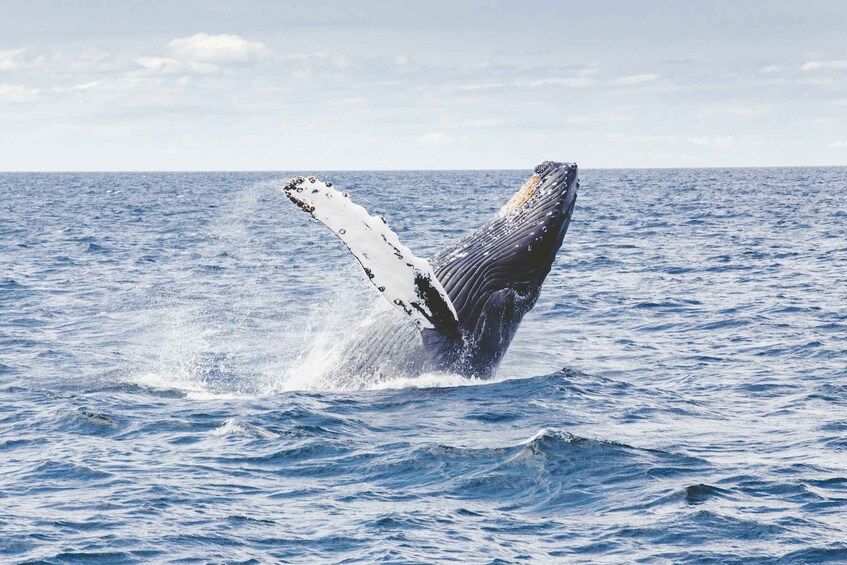 Picture 3 for Activity Whale Watching in Mirissa