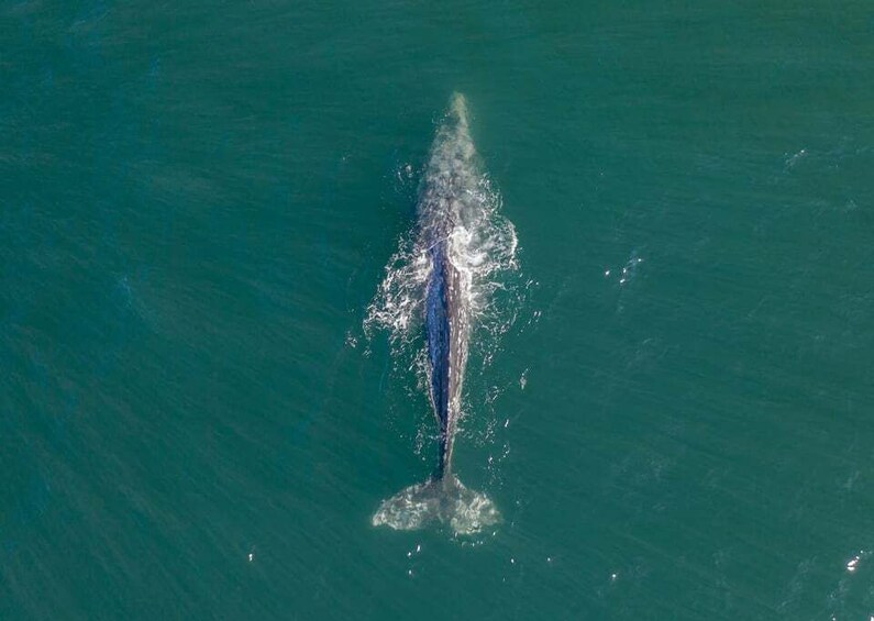 Whale Watching in Mirissa