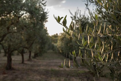 Entdecke die Natur und die Aromen von Pantalica