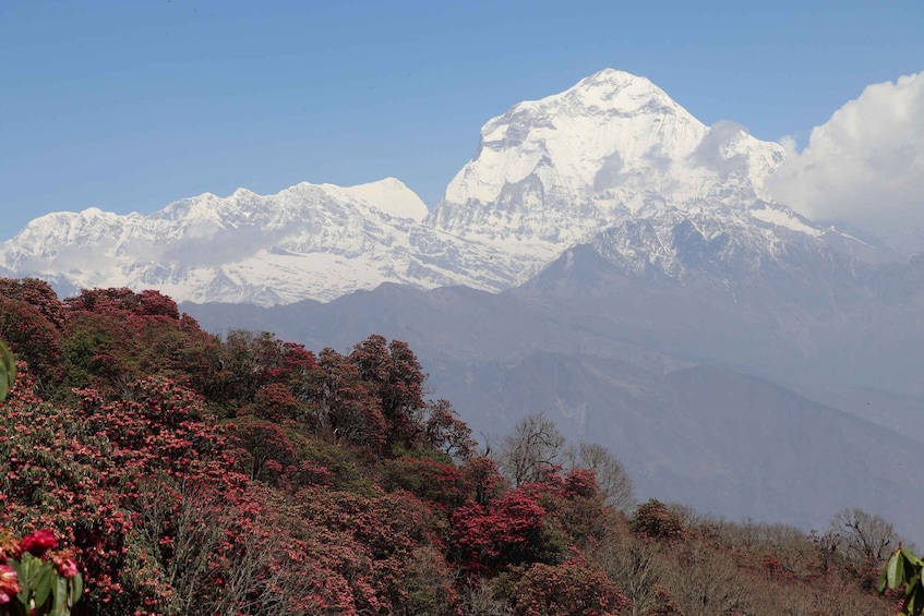 Picture 1 for Activity 20 Days Dhaulagiri Circuit Trek from Kathmandu