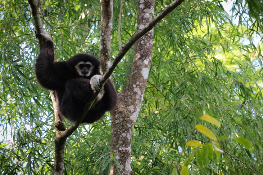 Chiang Mai: Gibbons, Trekking & Mae Kampong Small Group Tour