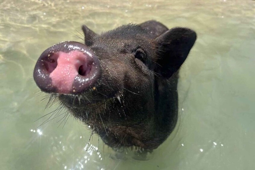 Picture 2 for Activity Koh Samui: Private Longtail Tour to Pig Island with Snorkel