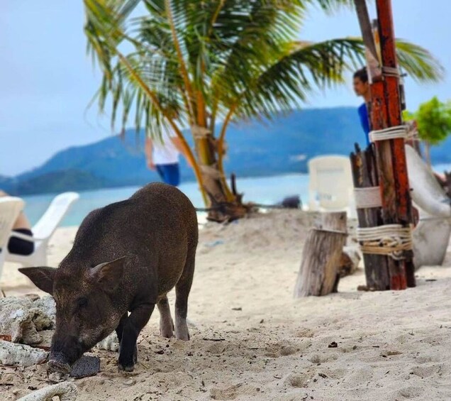 Picture 8 for Activity Koh Samui: Private Longtail Tour to Pig Island with Snorkel