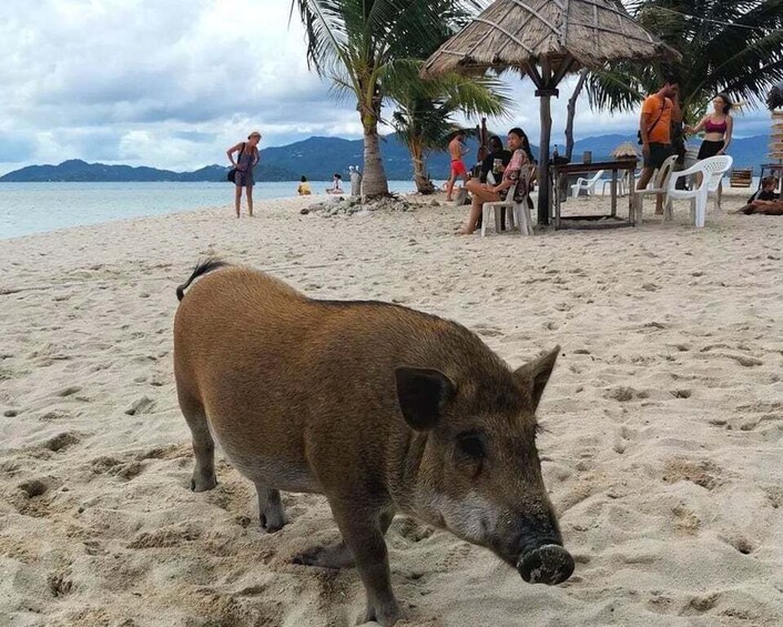 Picture 13 for Activity Koh Samui: Private Longtail Tour to Pig Island with Snorkel