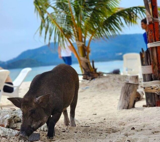 Picture 8 for Activity Koh Samui: Private Longtail Tour to Pig Island with Snorkel