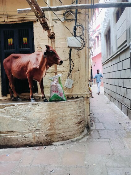 Picture 8 for Activity Pintu Tourist Guide in Spanish & English in Varanasi/Benares