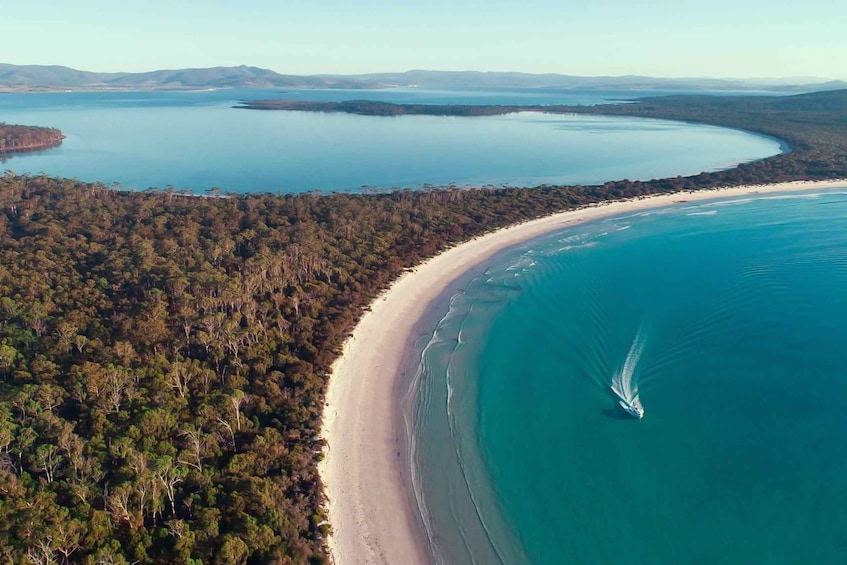 Picture 3 for Activity From Hobart: Day Trip to Maria Island with Hotel Pickup