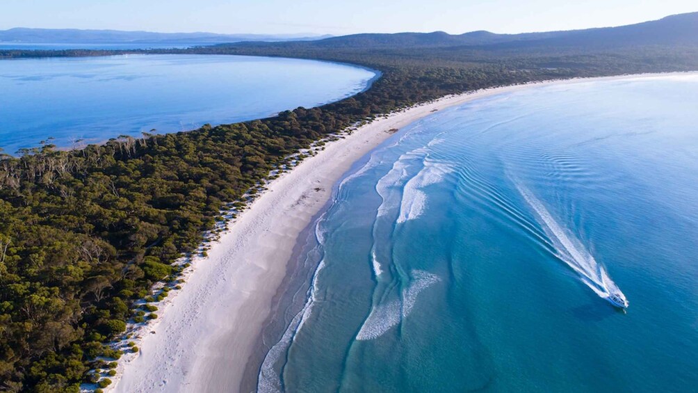 Picture 7 for Activity From Hobart: Day Trip to Maria Island with Hotel Pickup