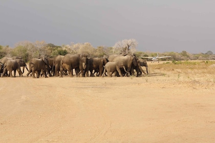 Sansibarilta: 3 päivää All-Inclusive Selous Safari ja lento