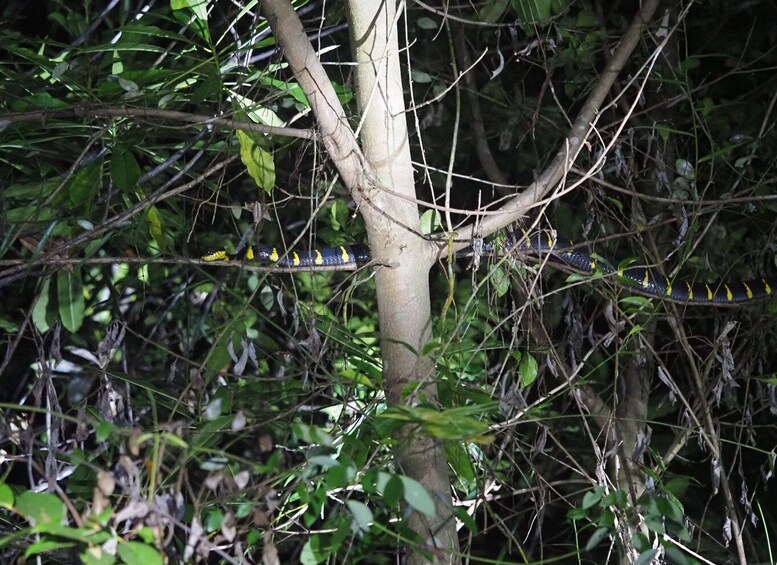 Picture 13 for Activity Night Tour : Finding Snakes and Night Species