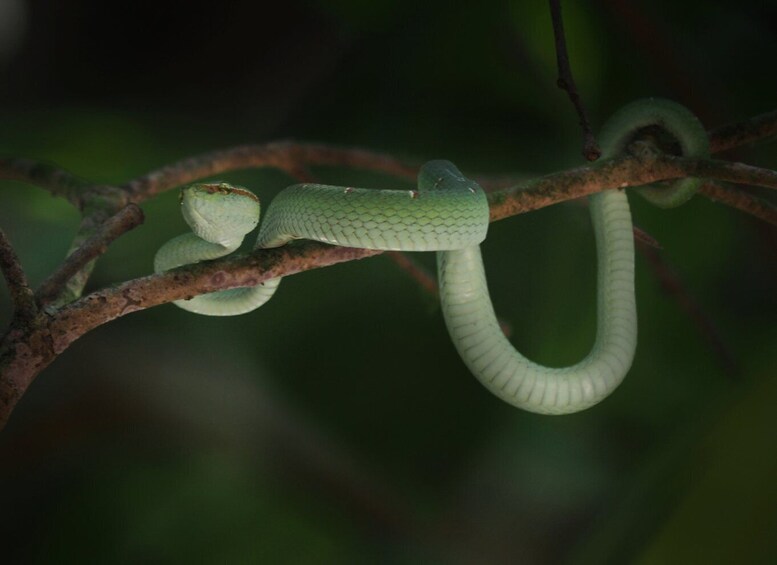 Picture 11 for Activity Night Tour : Finding Snakes and Night Species