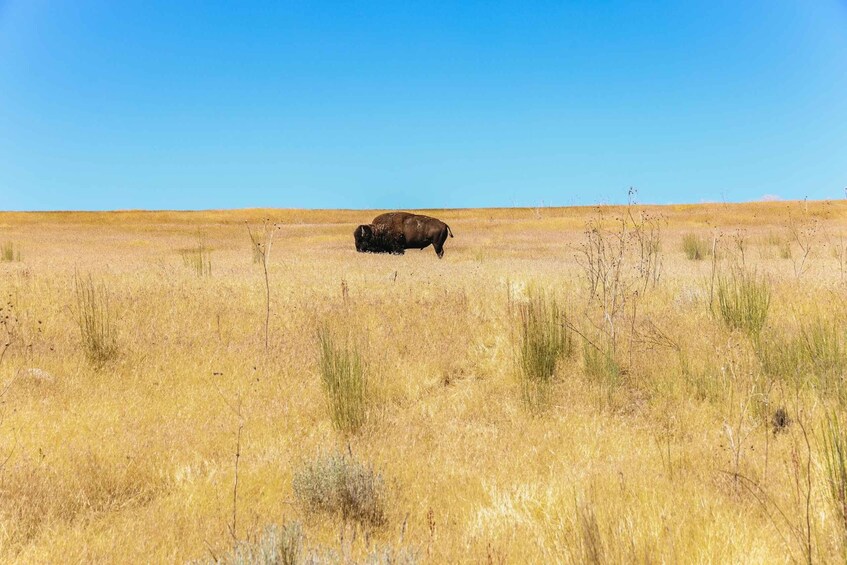 Picture 2 for Activity Salt Lake City: Great Salt Lake Antelope Island Guided Tour