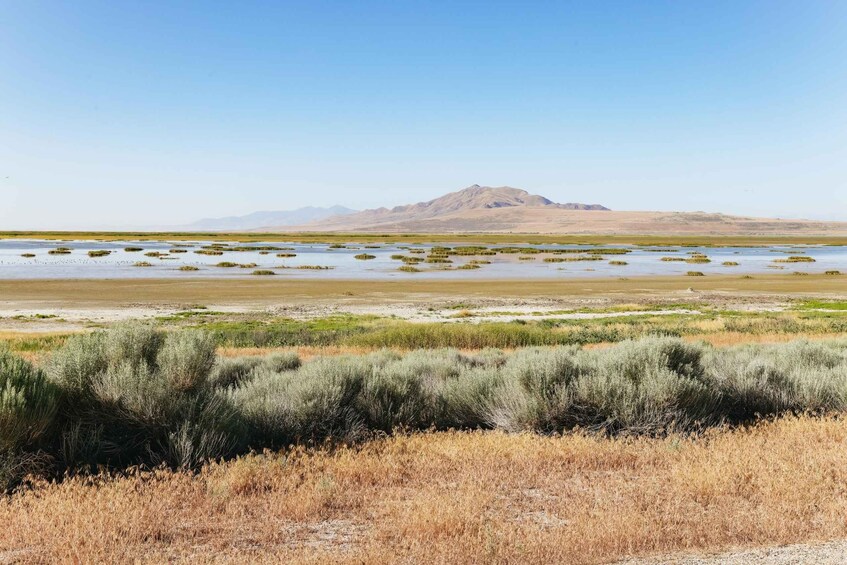 Picture 4 for Activity Salt Lake City: Great Salt Lake Antelope Island Guided Tour