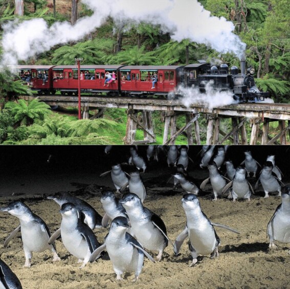 Picture 6 for Activity From Melbourne: Puffing Billy and Penguin Parade Combo Tour