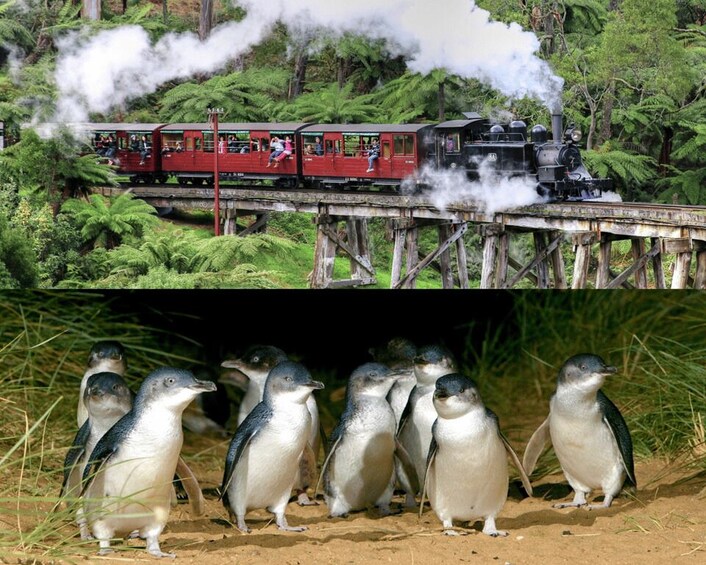 From Melbourne: Puffing Billy and Penguin Parade Combo Tour