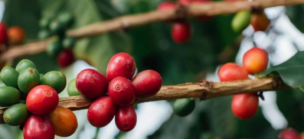 Picture 1 for Activity Arusha: Traditional Coffee Preparation