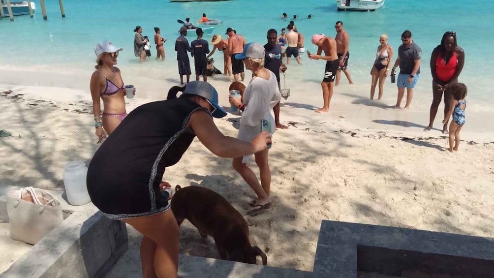 Picture 1 for Activity Nassau: Swimming with Pigs, Snorkeling, and Sightseeing Tour