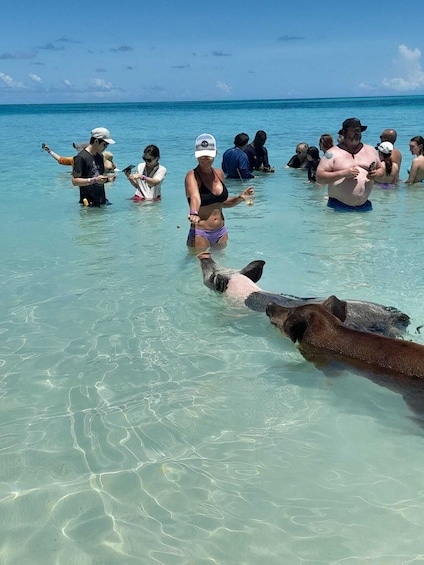 Nassau: Swimming with Pigs, Snorkeling, and Sightseeing Tour