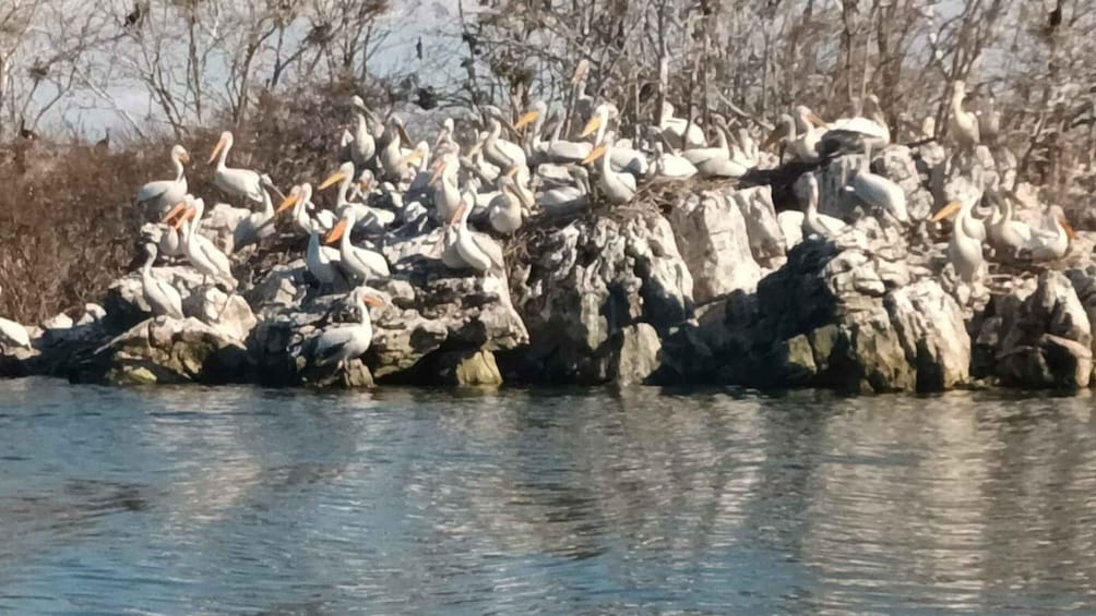 Picture 13 for Activity From Tivat: Skadar Lake Land and Boat Tour