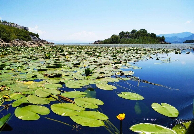 Picture 11 for Activity From Tivat: Skadar Lake Land and Boat Tour