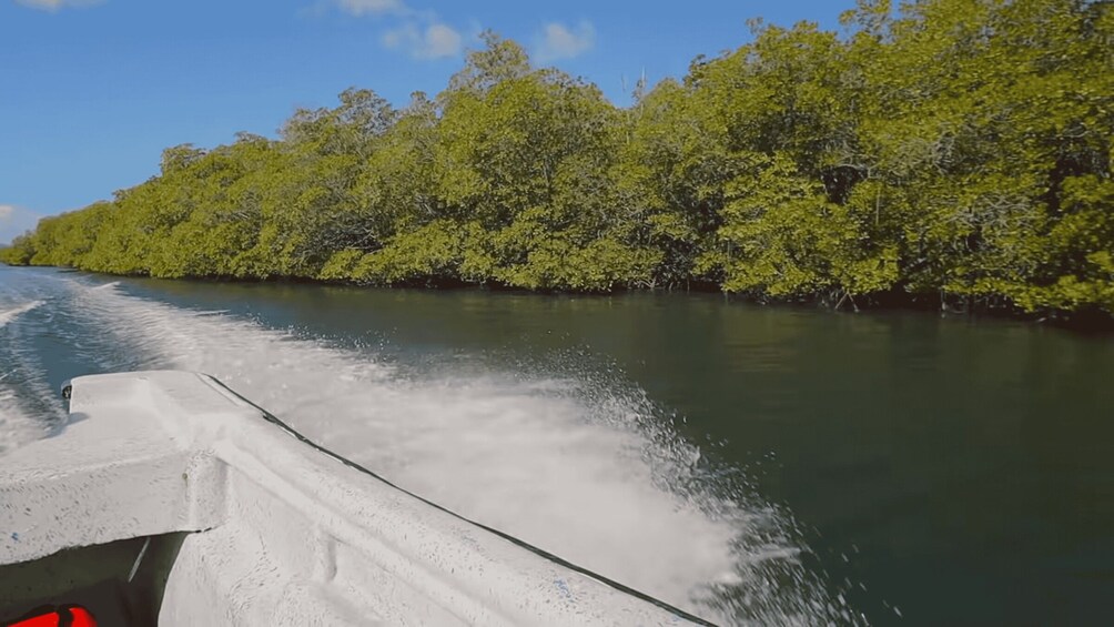 Picture 6 for Activity Cayo Arena: Paradise Island and Mangroves private Tour