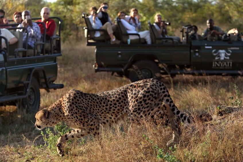 Full Day Private Kruger Safari from Hazyview