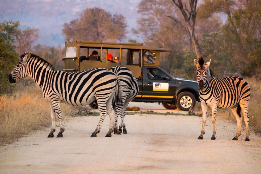 Picture 3 for Activity Full Day Private Kruger Safari from Hazyview