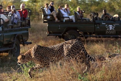 Safari privado de día completo en Kruger desde Hazyview