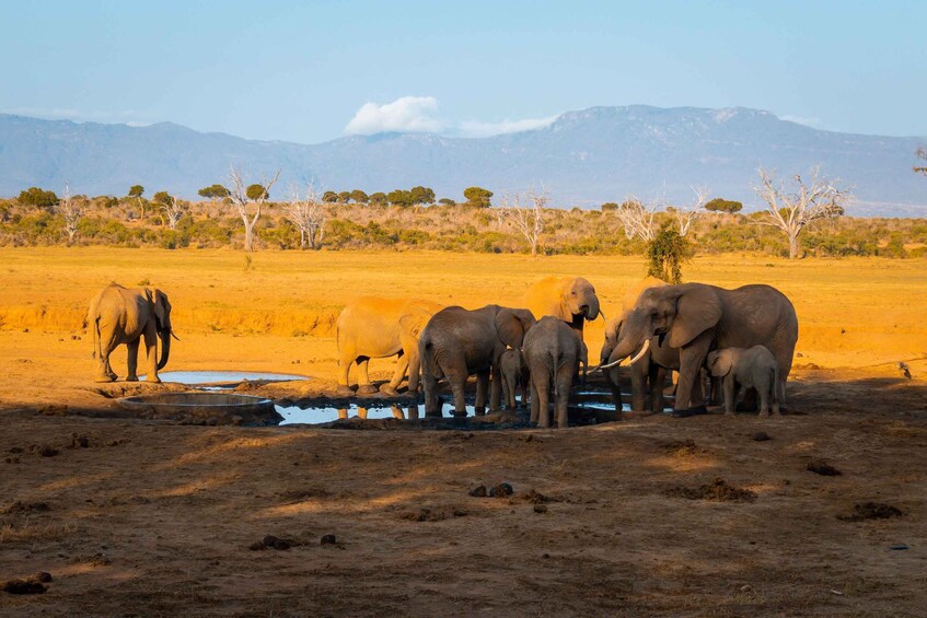 Picture 12 for Activity From Mombasa/Mtwapa/Diani/Tiwi: Tsavo East Full-Day Safari