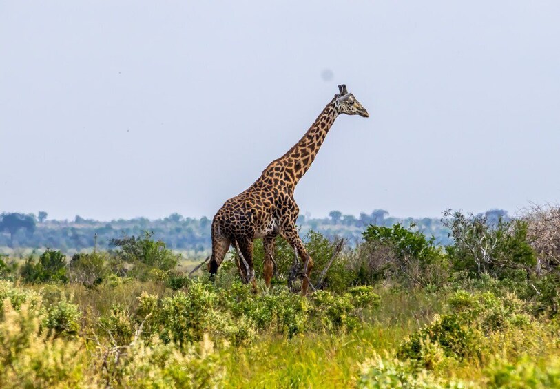 Picture 3 for Activity From Mombasa/Mtwapa/Diani/Tiwi: Tsavo East Full-Day Safari