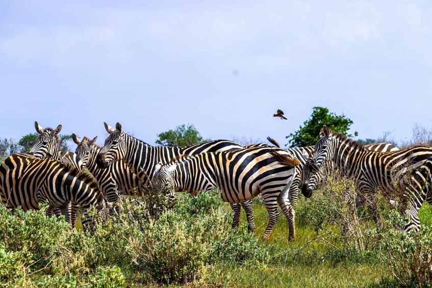 Picture 16 for Activity From Mombasa/Mtwapa/Diani/Tiwi: Tsavo East Full-Day Safari