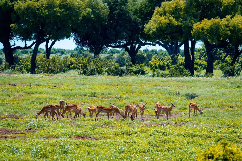 Picture 15 for Activity From Mombasa/Mtwapa/Diani/Tiwi: Tsavo East Full-Day Safari