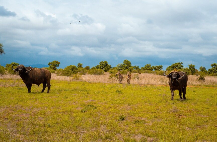 Picture 23 for Activity From Mombasa/Mtwapa/Diani/Tiwi: Tsavo East Full-Day Safari