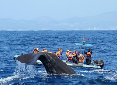 Rabo de Peixe: Expedition till kaskelotvalarnas fristad