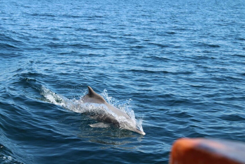Picture 5 for Activity Khasab: Half-Day Dhow Cruise, Dolphin Watching, & Snorkeling