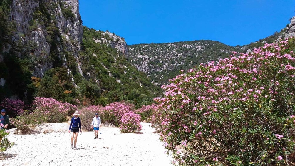 Picture 1 for Activity From Orosei/Dorgali: Hike to Cala Luna - Guided Day Trip