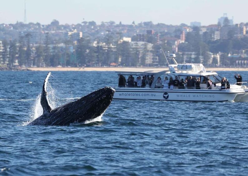 Picture 10 for Activity Sydney: Ocean Whale Watching Experience