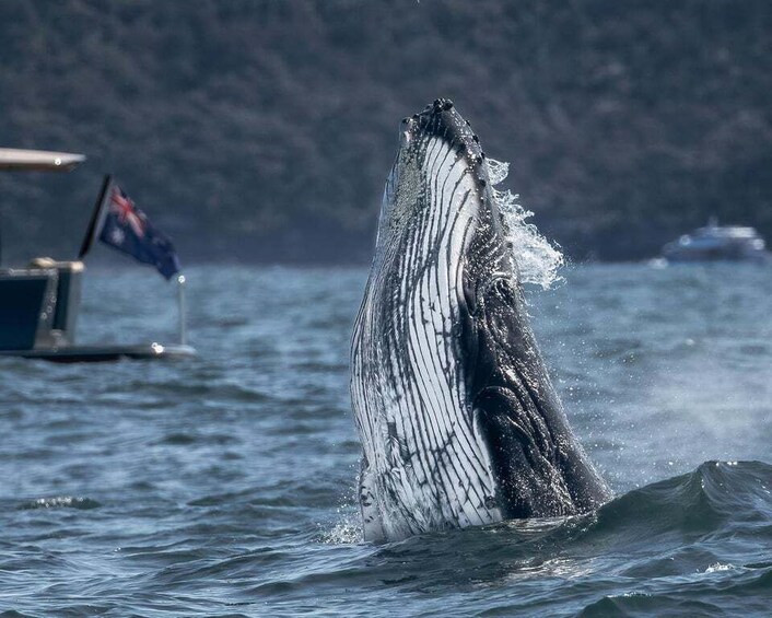 Picture 2 for Activity Sydney: Ocean Whale Watching Experience