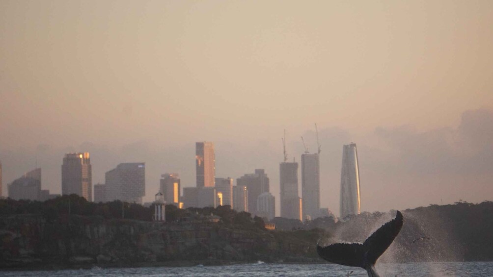Picture 4 for Activity Sydney: Ocean Whale Watching Experience