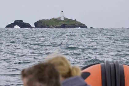 Godrevy to Hell's Mouth Boat Trip
