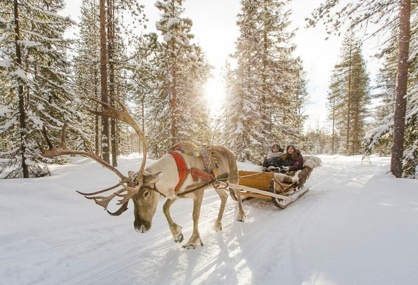 Picture 1 for Activity From Rovaniemi: Lapland Reindeer and Husky Sled Safari