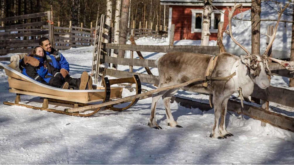 Picture 6 for Activity From Rovaniemi: Lapland Reindeer and Husky Sled Safari